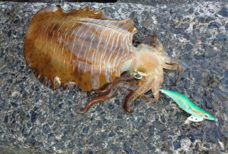 モンゴウイカとアオリイカ